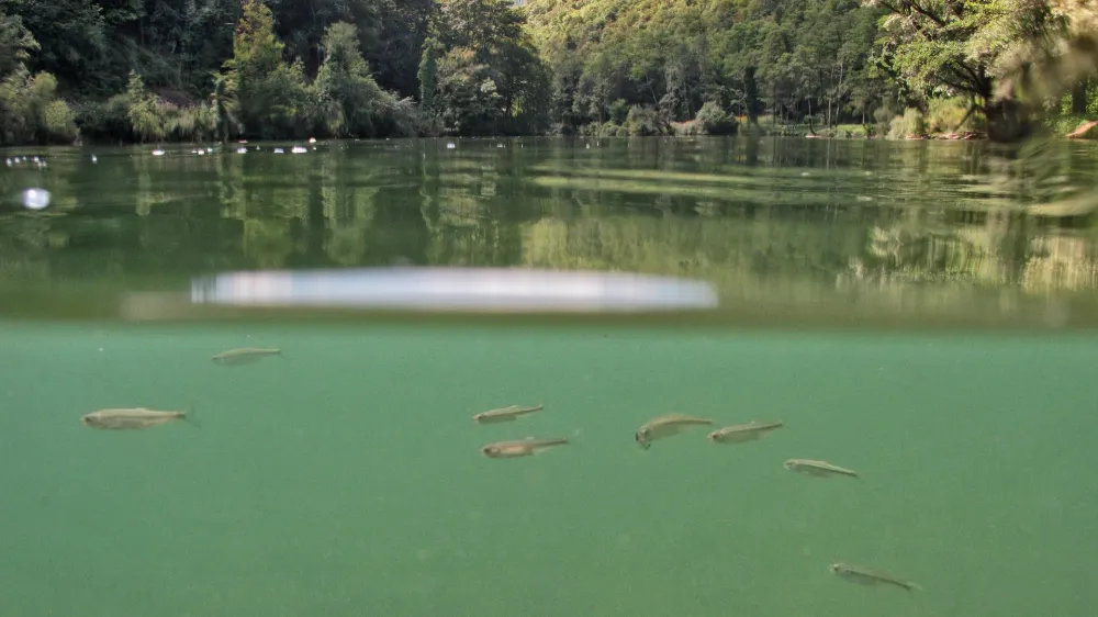 Reportaža: turizem ob in na reki Kolpi, KolpaFOTO: JAKA GASAR / NEDELJSKI