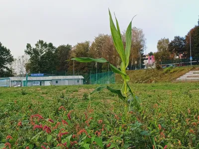 Medvoško nogometno igrišče je še vedno v katastrofalnem stanju: popolnoma zaraščeno s plevelom in celo koruzo je neuporabno.