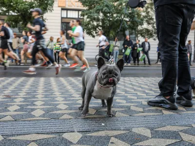 - maraton 42 km -- polmaraton 21 km -- tek- pes- 22. 10.2023 - 27. Ljubljanski maraton 2023 - največji tekaški dogodek v Sloveniji - //FOTO: Bojan Velikonja