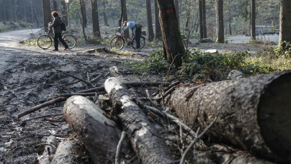 - pobočje Mostec - sprehajalci- 31.10.2014 - akcija Obnovimo slovenske gozdove - pogozdovanje ljubljanskih gozdov - obnova v ledolomu pokodovanih gozdov - vseslovenska sadnja - gozdarstvo - gozdovi - gozd - drevesa - drevo - sanacija - ledolom    //FOTO: Luka Cjuha.