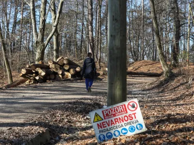 - 14.02.2023 - Golovec – sečnja 216 dreves – sanitatni posek poškodovanega in oslabelega drevja jugovzhodno od observatorija oz. nad Suhim bajerjem, drevesa – gozd - //FOTO: Bojan Velikonja