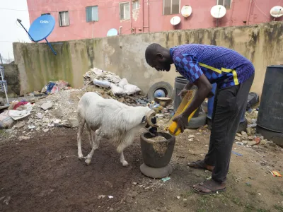 A man feeds his ram at his house before a ram fighting competition at the National Stadium in Lagos Nigeria, Sunday, Dec. 3, 2023. Ram fighting is a sport between two rams with the same weight category held in an open field. (AP Photo/Sunday Alamba)