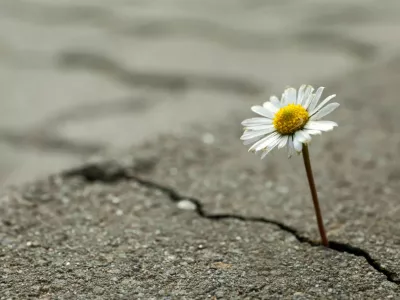 Beautiful flower growing out of crack in asphalt, space for text. Hope concept