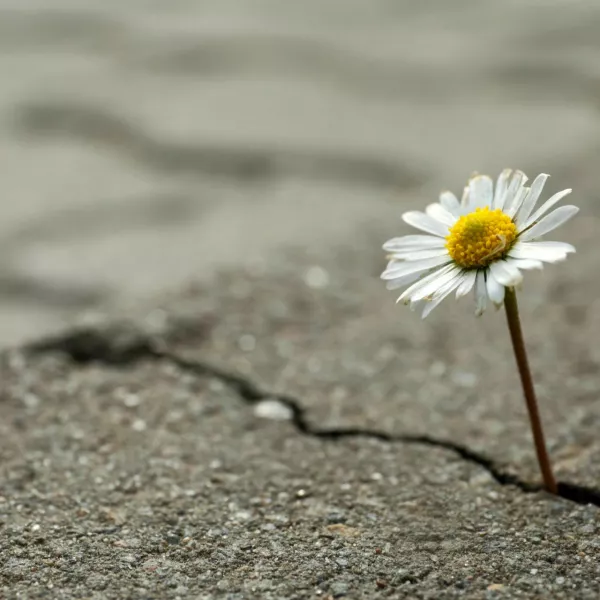 Beautiful flower growing out of crack in asphalt, space for text. Hope concept