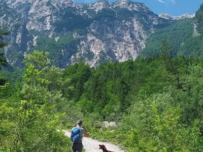 Obisk gora v družbi psa F Vesna LevičnikPes, gore, varnost psa