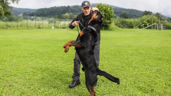 - 28.05.2024 - Prestavitev policijskih šolanih psov namenjenih prodaji in licitaciji zunanjim kupcem. //FOTO: Bojan Velikonja