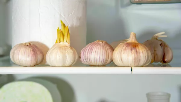 2BA2MT3 A supply of garlic and toilet paper in the refrigerator. A funny photo.