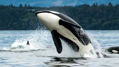 A Bigg's orca whale jumping out of the sea in Vancouver Island, Canada