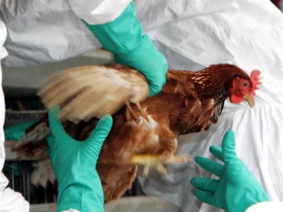 A live chicken to be slaughtered is pulled out from its cages at a chicken farm where bird flu has been detected in chickens in Mitsukaido, northeast of Tokyo, Monday, June 27, 2005. The officials began culling some 25,000 chickens and disinfecting the farm following an outbreak of bird flu, though the strain involved is not considered dangerous to humans. More than 800 chickens have died since April, and recent tests on some found they were infected with the H5N2 strain of bird flu. (AP Photo/Koji Sasahara)