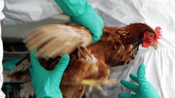 A live chicken to be slaughtered is pulled out from its cages at a chicken farm where bird flu has been detected in chickens in Mitsukaido, northeast of Tokyo, Monday, June 27, 2005. The officials began culling some 25,000 chickens and disinfecting the farm following an outbreak of bird flu, though the strain involved is not considered dangerous to humans. More than 800 chickens have died since April, and recent tests on some found they were infected with the H5N2 strain of bird flu. (AP Photo/Koji Sasahara)