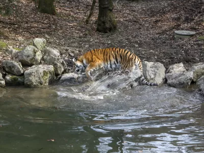 ﻿- sibirski tiger 03.03.2022 - Živalski vrt ZOO Ljubljana - //FOTO: Luka Cjuha.