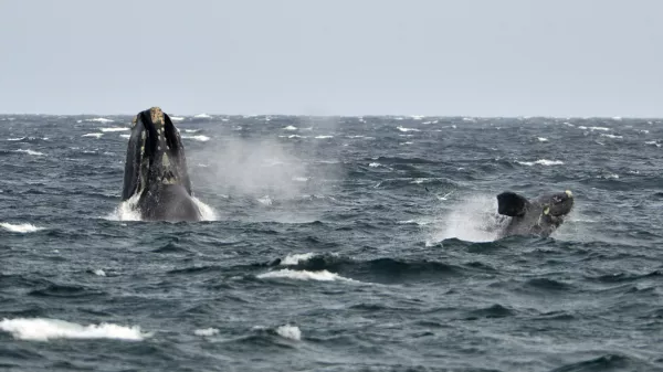 ﻿A young southern right whale (R), known in Spanish as ballena franca austral, swims in the waters of the Atlantic Sea, offshore Golfo Nuevo, next to its mother in Argentina's Patagonian village of Puerto Piramides, September 19, 2014. The whales regularly come to breed and calve in this marine reserve from June to December.   REUTERS/Maxi Jonas (ARGENTINA - Tags: ANIMALS ENVIRONMENT) - RTR46ZIB