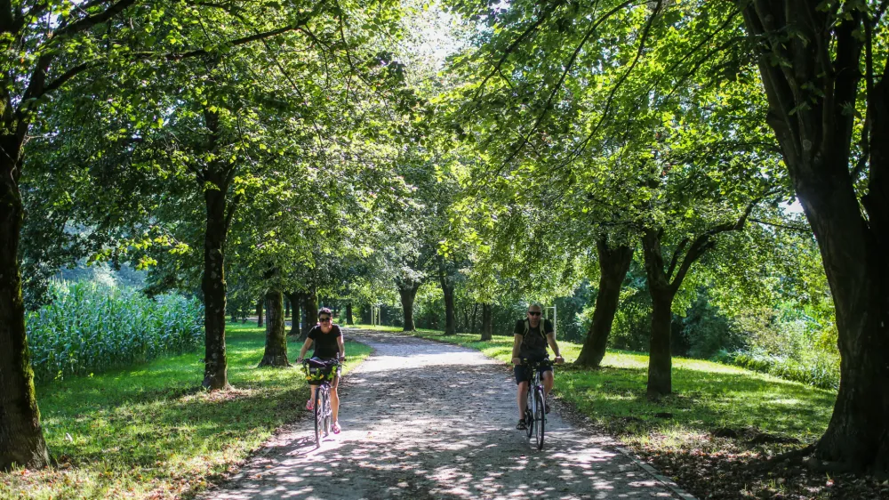 Na magistratu pravijo, da na Poti spominov in tovarištva ne prihaja do večjih konfliktov med pešci in kolesarji.&nbsp;