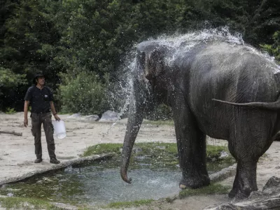 slon - 06.07.2022 - Živalski vrt ZOO Ljubljana – živali se v poletni vročini hladijo s sladoledom - //FOTO: Jaka Gasar