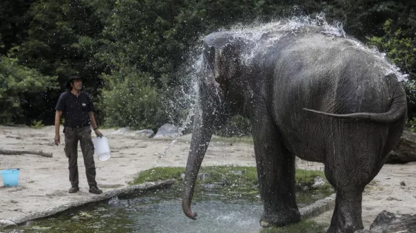 slon - 06.07.2022 - Živalski vrt ZOO Ljubljana – živali se v poletni vročini hladijo s sladoledom - //FOTO: Jaka Gasar