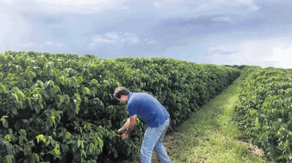 Zaradi spreminjanja podnebja bi lahko do leta 2050 izgubili polovico sedanjih nasadov kavovca. Samo v Braziliji, ki je največja svetovna proizvajalka kave, bi lahko izgubili do 79 odstotkov nasadov. Fotografija je  s plantaže kavovca v državi Bahia v Braziliji.