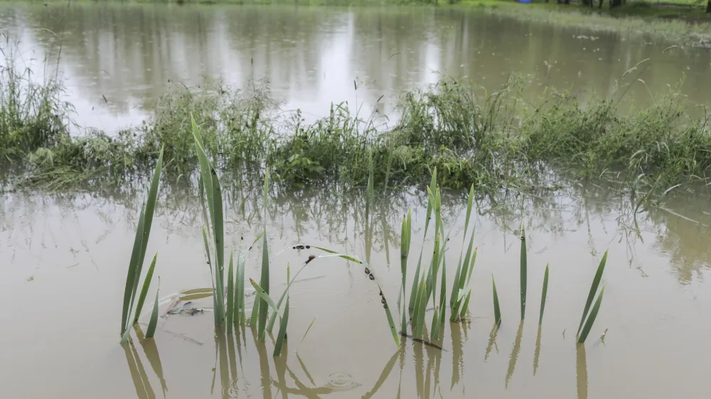 - 30.05.2019  Ljubljansko barje  poplave<br> <br>//FOTO: Jaka Gasar