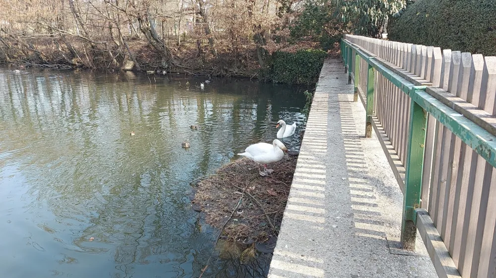 Labodji par na Tivolskem ribniku