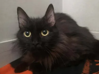 Mačka, Zavetišče Gmajnice