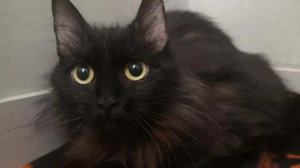 Mačka, Zavetišče Gmajnice