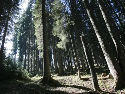 - Pokljuka - pokljuki gozdovi gostili politike - Zavod za gozdove Slovenije je povabil člane odbora DZ za za kmetijstvo, gozdarstvo in prehrano, da bi se na lastne oči prepričali kako poteka sečnja in spravilo v ujmah pokodovanega lesa  ///FOTO: Luka CjuhaOPOMBA: ZA OBJAVO V ČASOPISU DNEVNIK