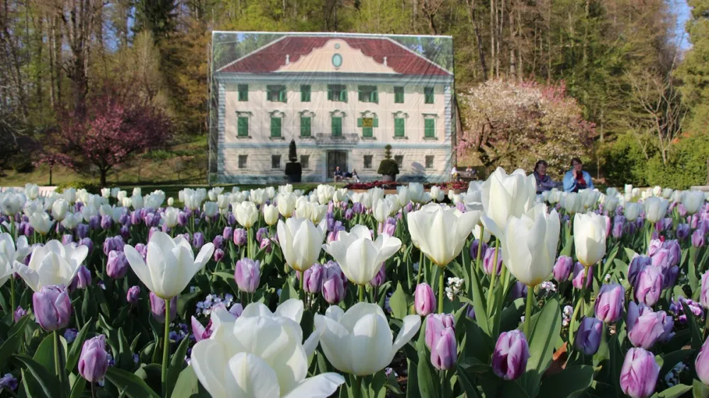 V Arboretum Volčji Potok vabijo narcise in dva milijona cvetočih tulipanov.&nbsp;