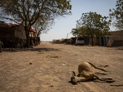 A dead animal is seen in the community of Ceel Dheere in Somaliland, a semi-autonomous region of Somalia, on March 14, 2022. An estimated 13 million people are facing severe hunger in the Horn of Africa as a result of persistent drought conditions, according to the United Nations. (Daniel Jukes/ActionAid via AP)