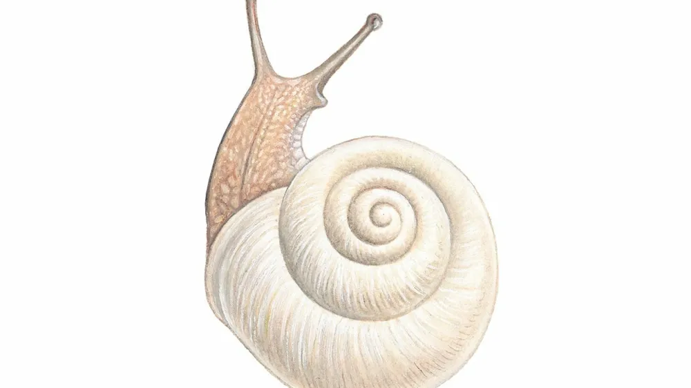 Ilustracija polža Trine Čuček Mer&scaron;ol v knjigi Fižolozofija avtorice Irene &Scaron;taudohar.