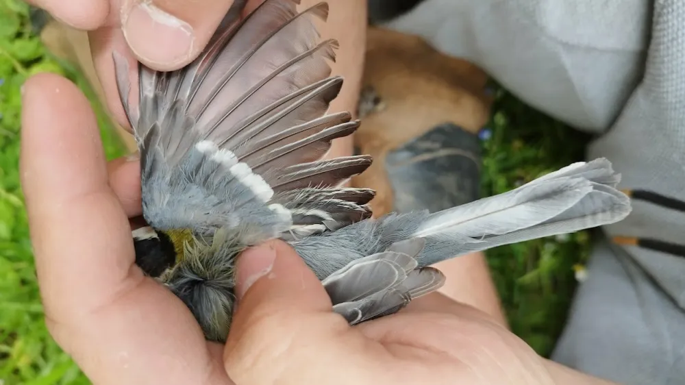 Tja&scaron;a Zagor&scaron;ek Horvatič