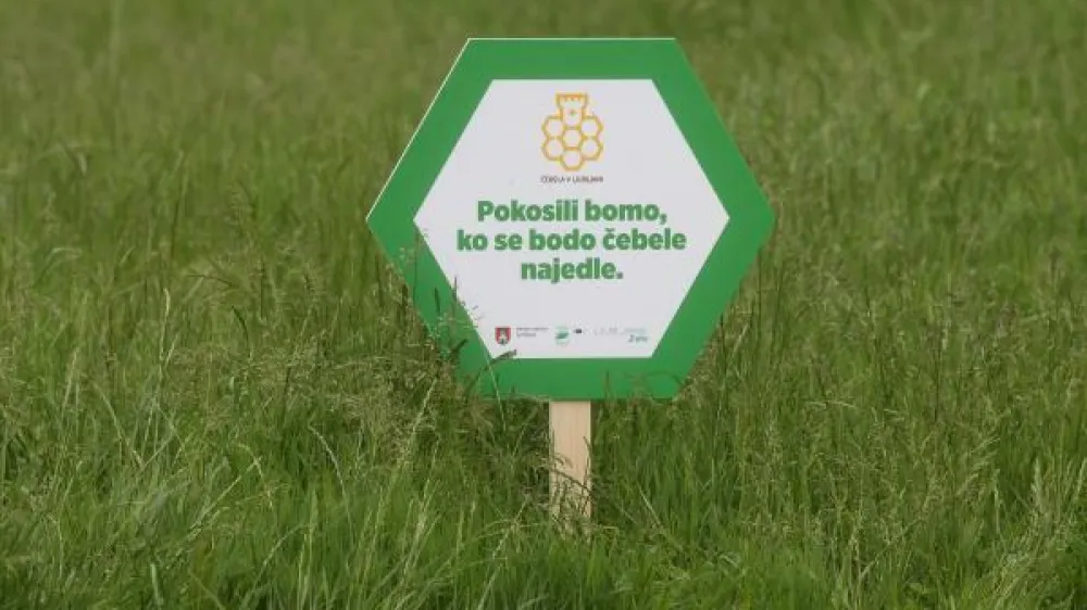 Travnik, medovite rastline