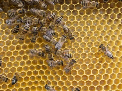 - Čebelarstvo - čebelarji - čebele - //FOTO: Jaka AdamičOPOMBA: ZA OBJAVO V PRILOGI  DNEVNIKOV OBJEKTIV - REPORTAA O ČEBELAH