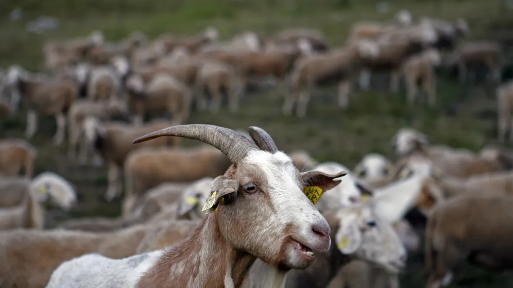 - ovčjereja in kozjereja - ovce - koze - //FOTO: Bojan Velikonja