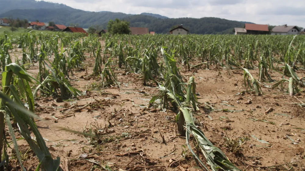 &raquo;Kot bi čez polje peljal velik kombajn,&laquo; je dejal eden od kmetov v okolici Šentruperta, ki je nemočno opazoval razdejanje, kakršnega na Dolenjskem ne pomnijo.