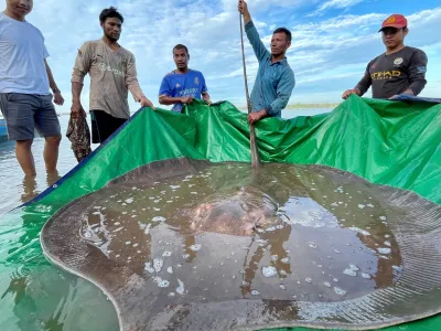 Local fishermen stand with a rescued 180-kilogram and 4-meter long giant freshwater stingray hooked by a fisherman's net at the Mekong River, in Stung Treng province, Cambodia May 5, 2022. Picture taken May 5, 2012. University of Nevada/Handout via REUTERS THIS IMAGE HAS BEEN SUPPLIED BY A THIRD PARTY. NO RESALES. NO ARCHIVES.