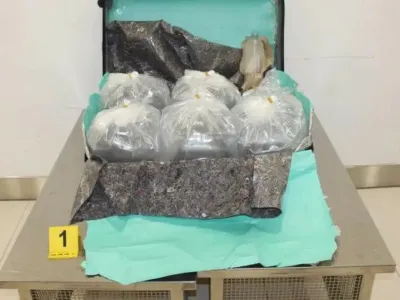 Mladice jegulje spretno zapakirajo v kovčke in jih še žive dostavijo v azijske ribogojnice.