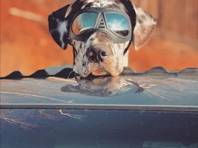 Stroka priporoča, da psi, ki že imajo težave z očmi, na soncu nosijo sončna očala.&nbsp;