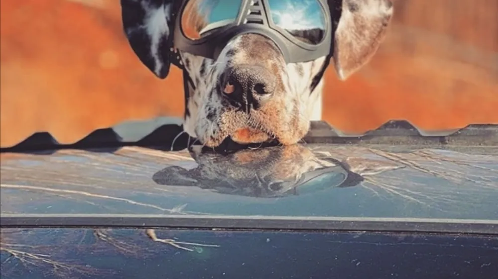 Stroka priporoča, da psi, ki že imajo težave z očmi, na soncu nosijo sončna očala.&nbsp;