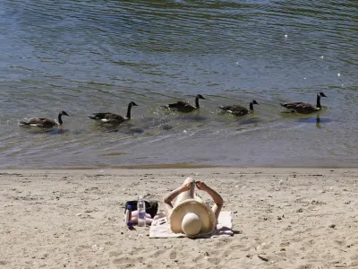 Ducks pass a beachgoer as they float down the American River at Discovery Park in Sacramento, Calif., Wednesday, July 20, 2022. Once again temperatures in California's capital crossed the 100-degree mark. (AP Photo/Rich Pedroncelli)