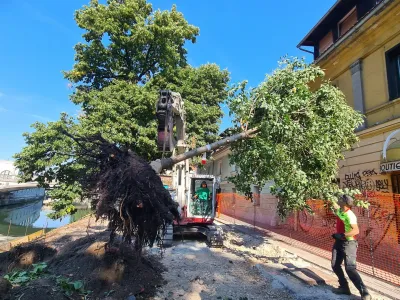 presaditev lipe Petkovškovo nabrežje