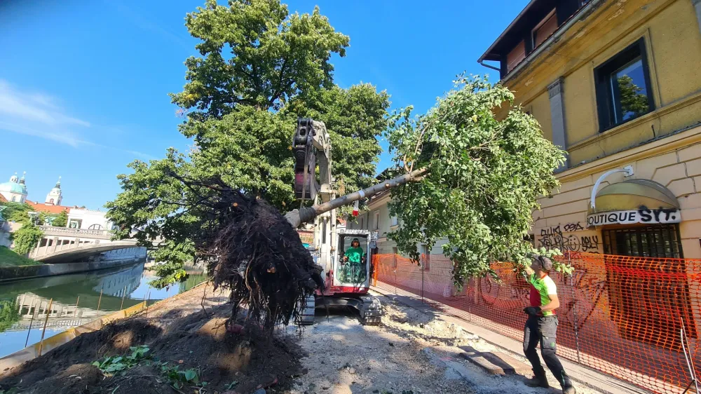 presaditev lipe Petkovškovo nabrežje