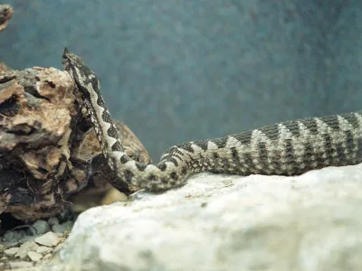 Poleg modrasa (na sliki) sta pri nas strupena še navadni in laški gad. 