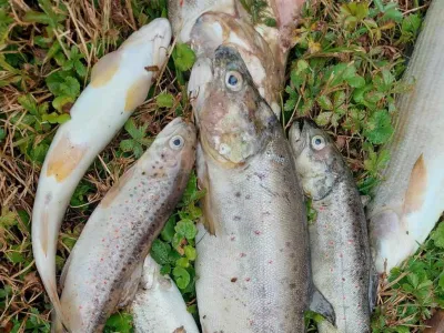 RD Bistrica Domžale