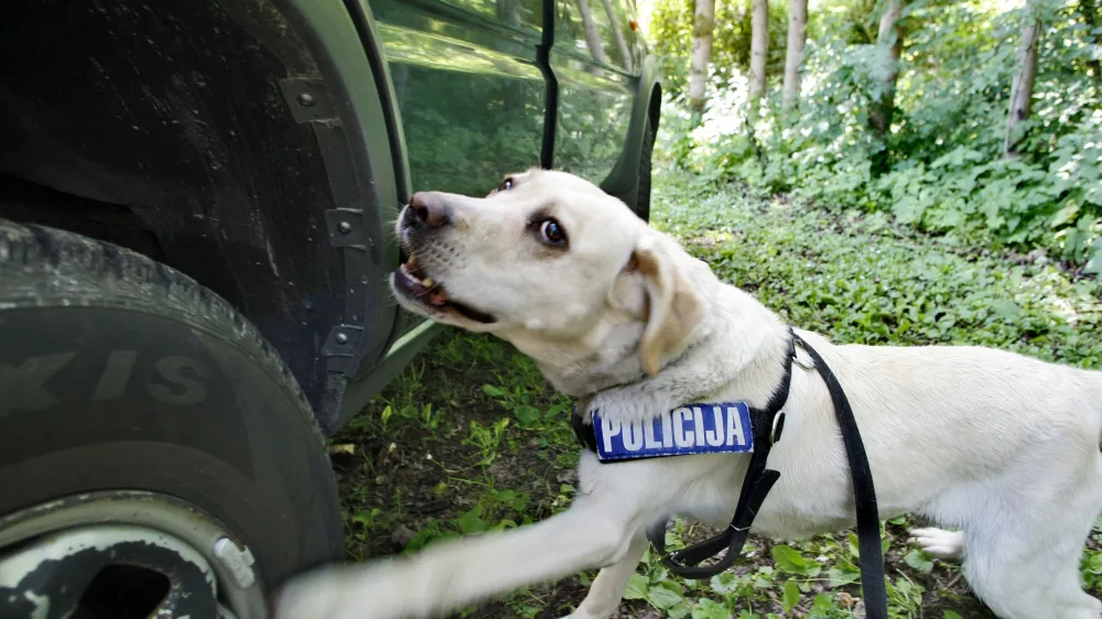 - Urjenje policijskih psov, policija, pes policistFOTO: JAKA GASAR / NEDELJSKIOPOMBA: SAMO ZA OBJAVO V NEDELJSKEM DNEVNIKU TER EDICIJAH DNEVNIKA