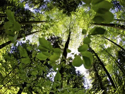 - Kočevski rog - Roki pragozd, - kočevski gozdovi - Roka pepot //FOTO: Jaka AdamičOPOMBA: ZA OBJAVO V PRILOGI  DNEVNIKOV OBJEKTIV - REPORTAA
