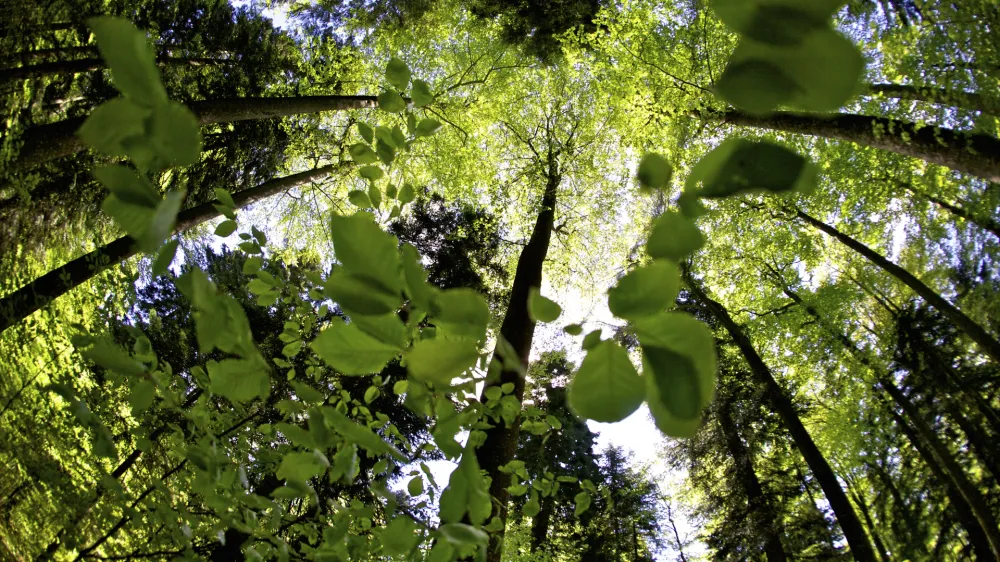 - Kočevski rog - Roki pragozd, - kočevski gozdovi - Roka pepot //FOTO: Jaka AdamičOPOMBA: ZA OBJAVO V PRILOGI  DNEVNIKOV OBJEKTIV - REPORTAA
