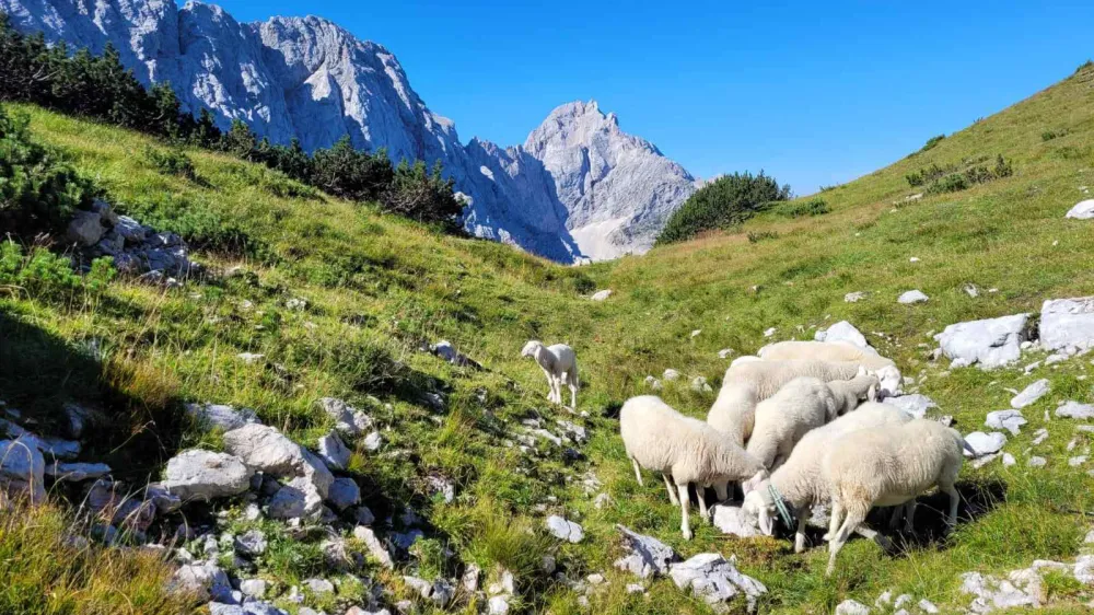 Jezersko-solčavska ovca je avtohtona pasma ovc. Potem ko je Andrej Karničar letos na planino pospremil 25-glavo čredo ovac, jo je že po desetih dneh paše napadel medved. Danes se jih nad Ledinskim vrhom nad Kranjsko kočo pase le še 14.&nbsp;