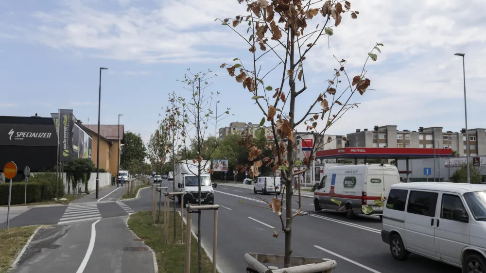 - 07.07.2022 &ndash; Trža&scaron;ka cesta v Ljubljani &ndash; drevored - posu&scaron;ena drevesa - //FOTO: Jaka Gasar