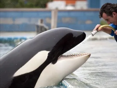 Orka Lolita je pred množico turistov nastopala 48 let in izvajala trike, kot so skoki, vrtljaji in dvigovanje trenerja v zrak. Foto: instagram/#freelolita