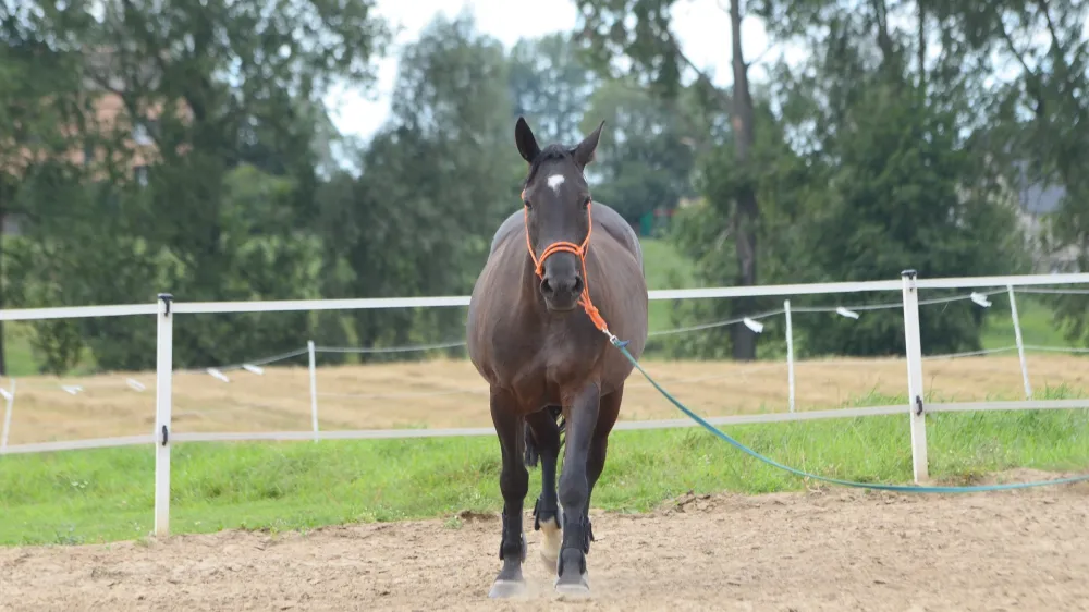 Jahanje, učitelj jahanja