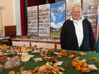 Predsednik Gobarskega društva Gorje Pavel Jakopič gobe nabira že od otroštva. Najlepša goba zanj je bleščava luskarica, najbolj okusna pa karželj oziroma cesarska mušnica, ki je pri nas zaščitena. F Tina Jereb